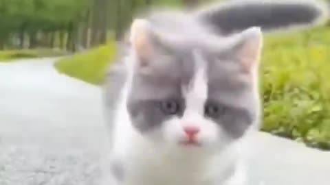 Cute cat video