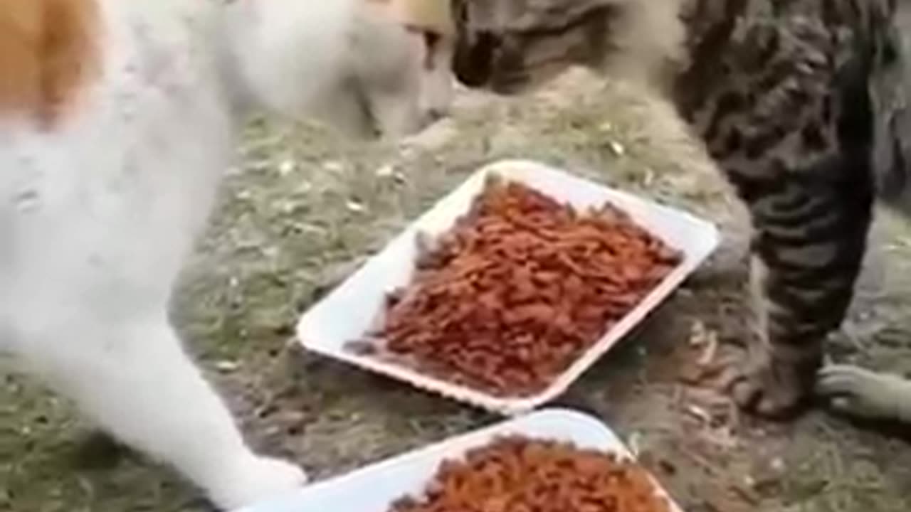 Funny Animals 🤣🤣