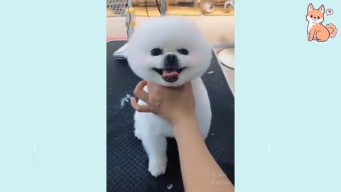 Cute Puppies 😍 Cute And Funny Dogs