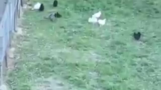 Man Playing a Sax to Send the Chickens Home