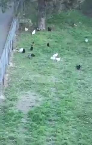 Man Playing a Sax to Send the Chickens Home