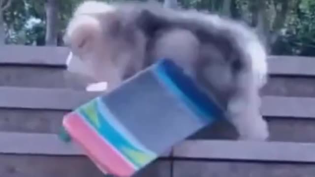 I almost fell, poor thing