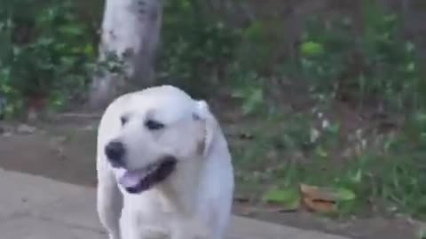 DOG SAVE BLIND MAN LIFE