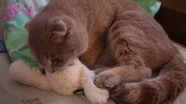 Cute cat plays with bunny rabbit 🥺🥺🥺🥺🥺