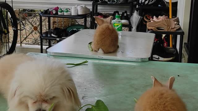 Dog Joins Rabbits for Dinner