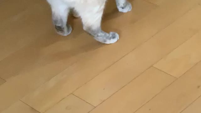 She’s trying to bury a beer cork