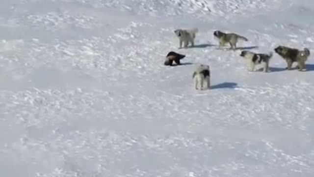 DOG ENCOUNTERS FEROCIOUS WOLVES!