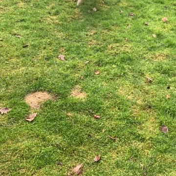 Golden Retriever Waits Patiently For His Tennis Ball