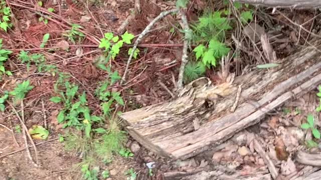 Bear Tries to Break Into Hot Tub