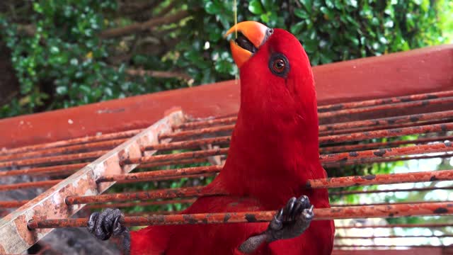 Close-up View of A Beautiful Red Parrot