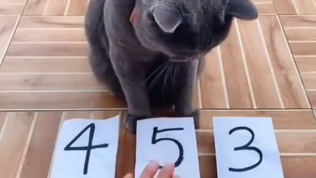 The cat is very smart 😍😍