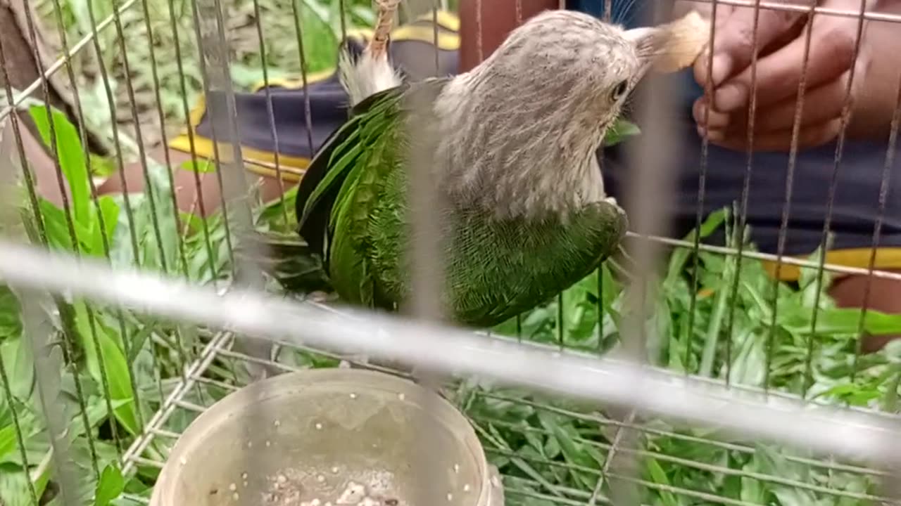 Pet birds in cages