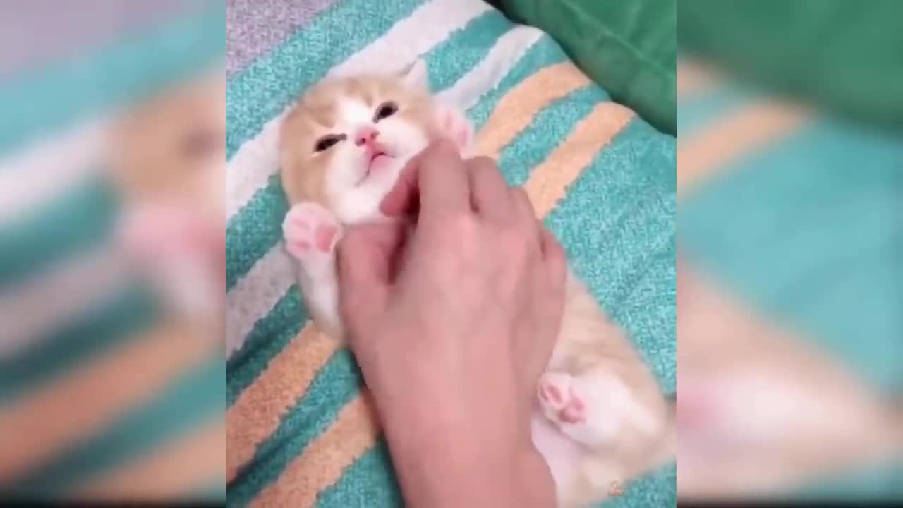 Baby Cats - Funny and Cute Baby Cat Videos Compilation