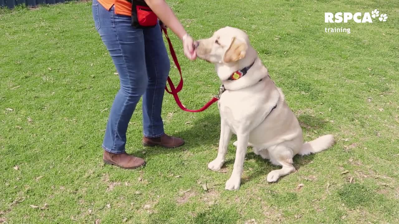 Dog traning video