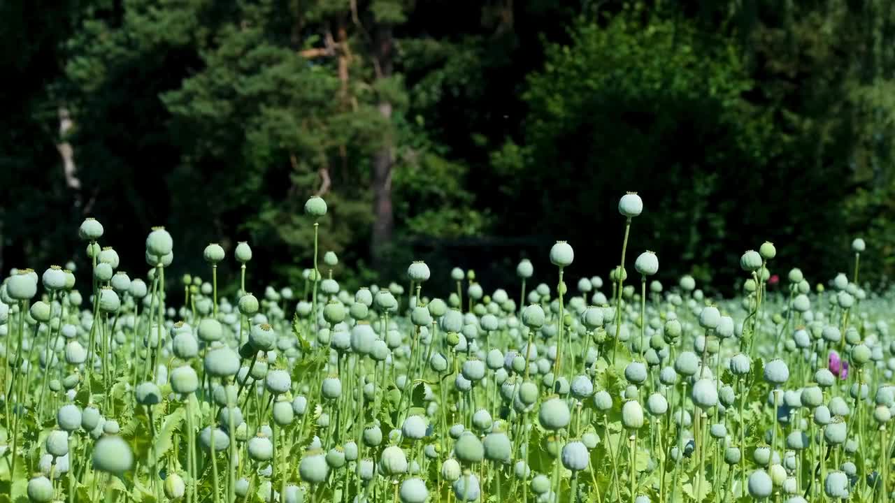 Poppy capsule