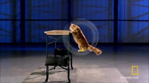 a slow shot of a cats jump