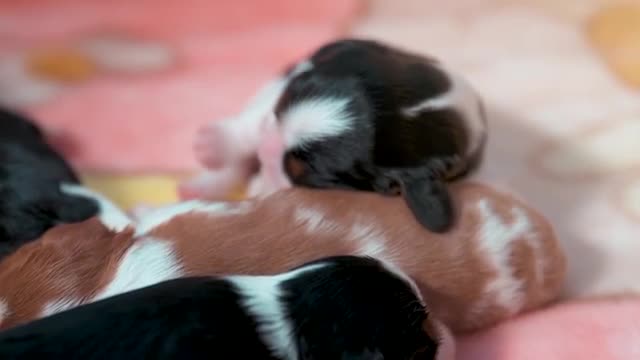 Litter A - 10 days (Cavalier King Charles Spaniel)