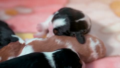 Litter A - 10 days (Cavalier King Charles Spaniel)