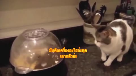 Adorable Cat VS popcorn maker machine Funny scene