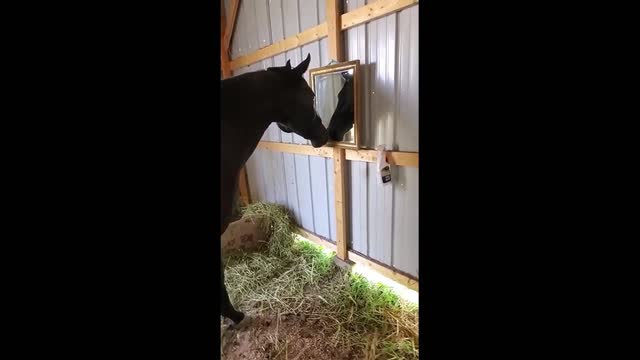 Funny horse
