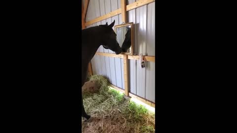 Funny horse