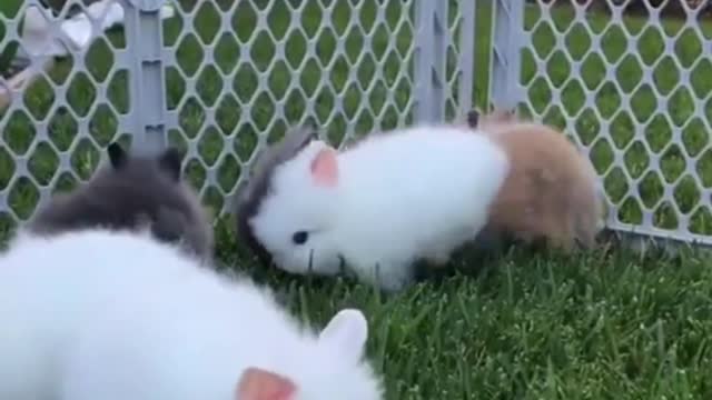 A group of cute little bunnies are eating grass