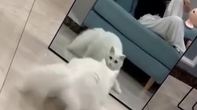 CAT IN THE MIRROR😹😹😹