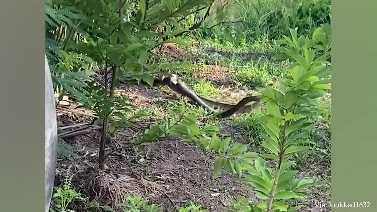 The Best Funny Animal Video
