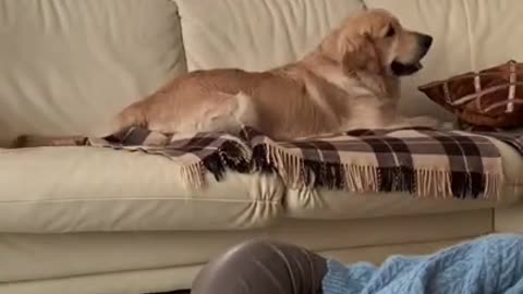 Faking My Death in Front of My Dog _ Funny Dog Reacts
