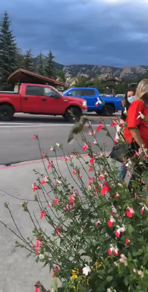 Humming Bird in Estes Park Colorado