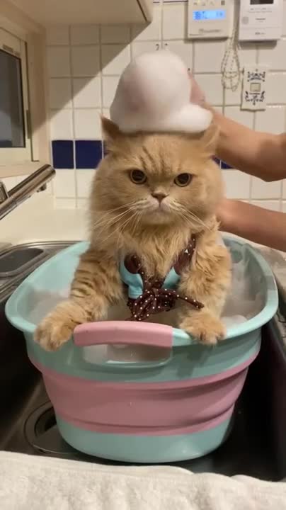 Very funny cat status 🥰🤣🤣😁😁😆🤗🐅🐅//pleace follow my chanel