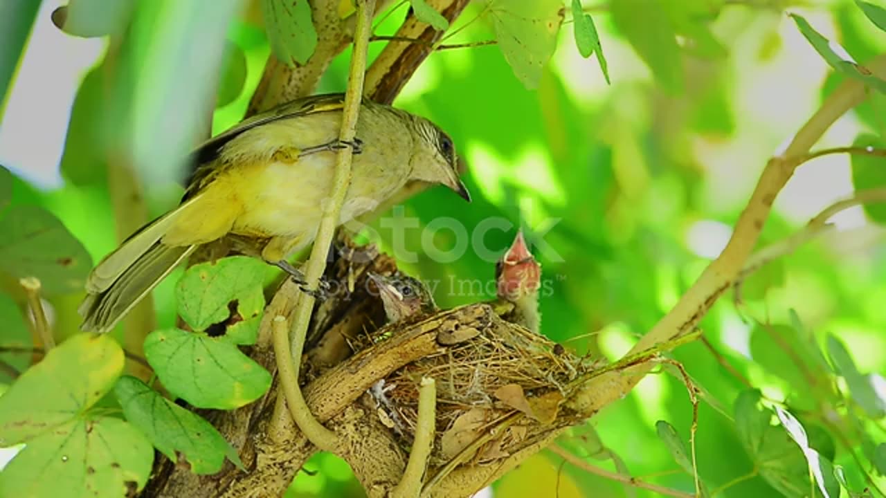 Beautiful streak eared bulbul parent bird feeding green grasshopper to one of its