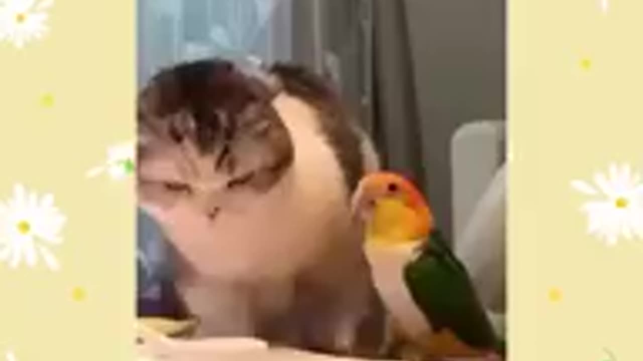 Funny animal video