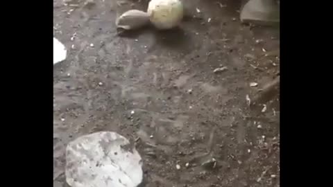 Dog and turtle playing soccer.