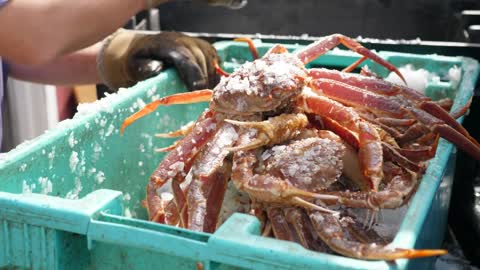 Fresh Crabs On Ice Being Prepared For Cooking