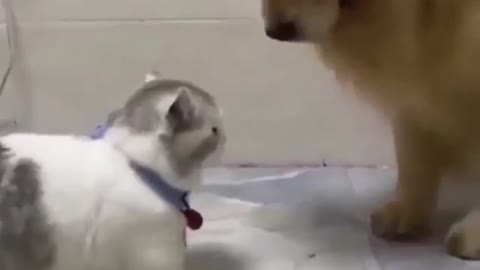 Funny 😂 🐈 trying to hit the dog so cute