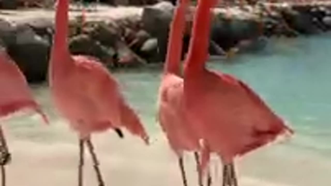 Flamingo#shorts #anime #animals #flamengo #wildlife