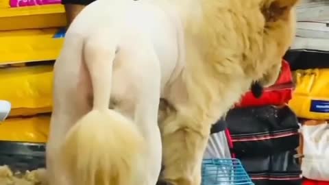 OMG 😱 cute dog 😱😘😘