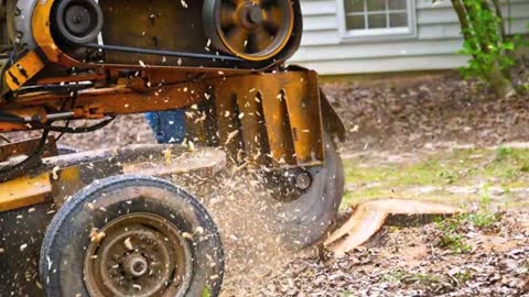 Adrian Rodarte Tree Service - (760) 259-0395