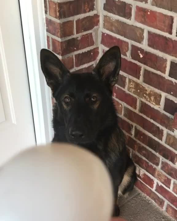 Ovejero Alemán sostiene un huevo en la boca sin romperlo