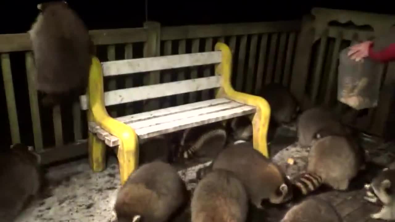 A man who has been feeding raccoons for the past 20 years.