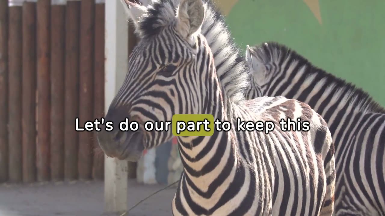 "Stripes in Harmony: Majestic Zebras Roaming the African Savannah"