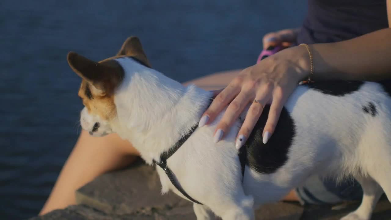 The attractive young girl sitting on a bench with the dog in the park