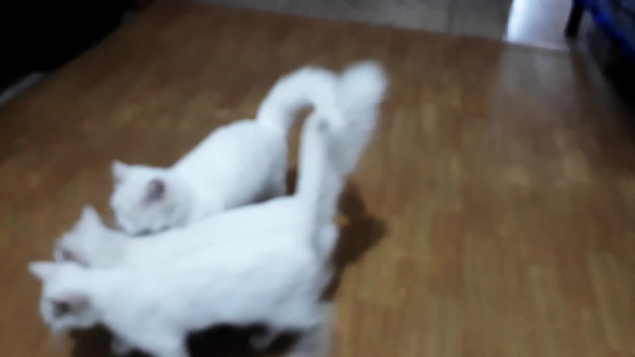 Cat 🐇🐇🐇