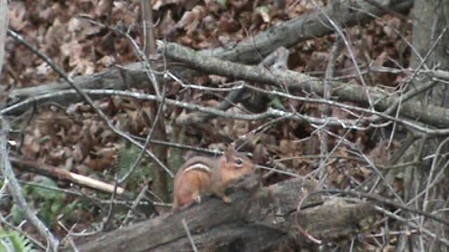 Alvin the chipmunk asking for treats.