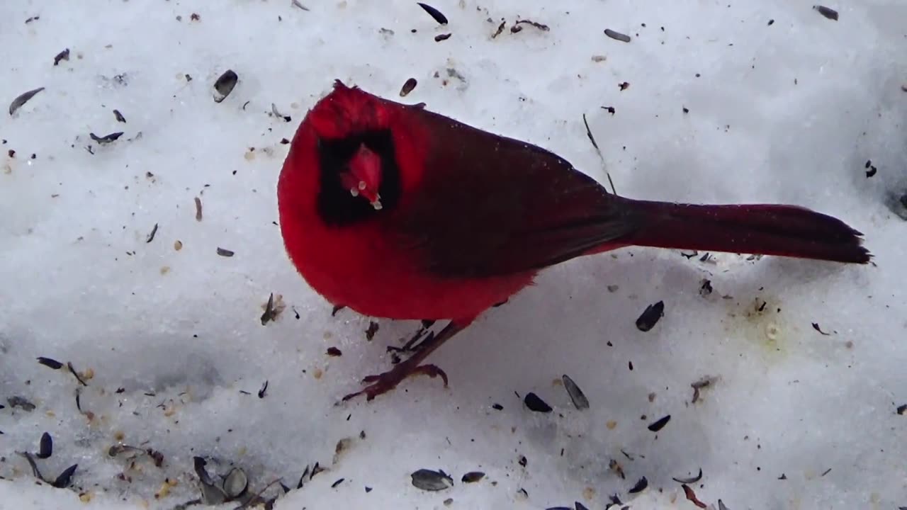 Cardinal