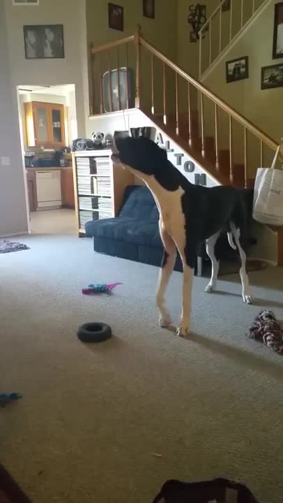 Gran Danés es fanático de Frank Sinatra