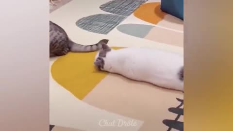 The funniest cat videos 🐱 part 371