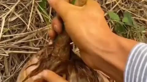 Coconut Flower