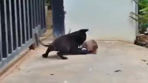 Dog and monkey funny videos